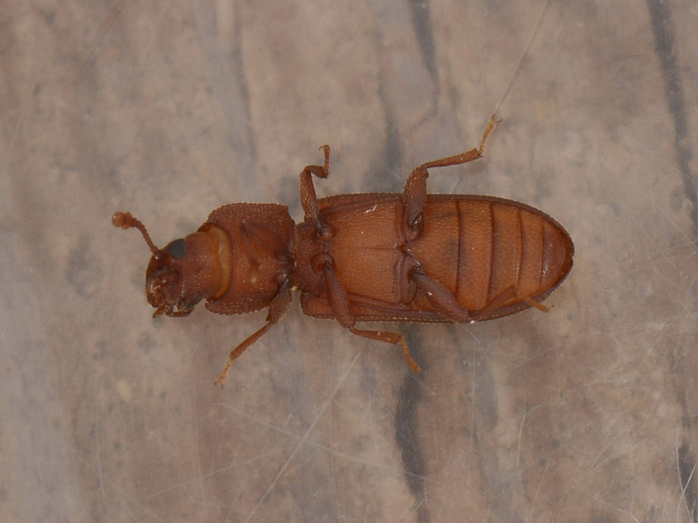 Bitoma crenata pallida?